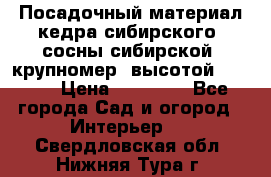 Посадочный материал кедра сибирского (сосны сибирской) крупномер, высотой 3-3.5  › Цена ­ 19 800 - Все города Сад и огород » Интерьер   . Свердловская обл.,Нижняя Тура г.